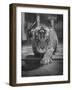 Rajpur, a Tiger Cub, Being Cared for by Mrs. Martini, Wife of the Bronx Zoo Lion Keeper-Alfred Eisenstaedt-Framed Photographic Print