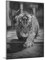 Rajpur, a Tiger Cub, Being Cared for by Mrs. Martini, Wife of the Bronx Zoo Lion Keeper-Alfred Eisenstaedt-Mounted Photographic Print