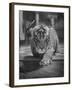 Rajpur, a Tiger Cub, Being Cared for by Mrs. Martini, Wife of the Bronx Zoo Lion Keeper-Alfred Eisenstaedt-Framed Photographic Print