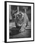 Rajpur, a Tiger Cub, Being Cared for by Mrs. Martini, Wife of the Bronx Zoo Lion Keeper-Alfred Eisenstaedt-Framed Photographic Print