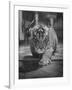 Rajpur, a Tiger Cub, Being Cared for by Mrs. Martini, Wife of the Bronx Zoo Lion Keeper-Alfred Eisenstaedt-Framed Photographic Print