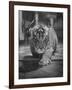 Rajpur, a Tiger Cub, Being Cared for by Mrs. Martini, Wife of the Bronx Zoo Lion Keeper-Alfred Eisenstaedt-Framed Photographic Print