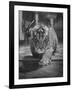 Rajpur, a Tiger Cub, Being Cared for by Mrs. Martini, Wife of the Bronx Zoo Lion Keeper-Alfred Eisenstaedt-Framed Photographic Print