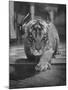 Rajpur, a Tiger Cub, Being Cared for by Mrs. Martini, Wife of the Bronx Zoo Lion Keeper-Alfred Eisenstaedt-Mounted Photographic Print