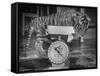 Rajpur, a Tiger Cub, Being Weighed on a Scale-Alfred Eisenstaedt-Framed Stretched Canvas