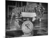 Rajpur, a Tiger Cub, Being Weighed on a Scale-Alfred Eisenstaedt-Mounted Photographic Print