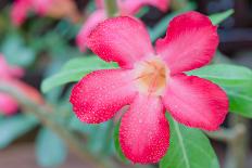 Desert Rose-rakratchada-Laminated Photographic Print