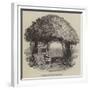 Raleigh's Yew Tree-null-Framed Giclee Print