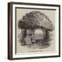 Raleigh's Yew Tree-null-Framed Giclee Print