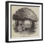 Raleigh's Yew Tree-null-Framed Giclee Print