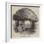 Raleigh's Yew Tree-null-Framed Giclee Print