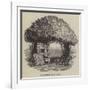 Raleigh's Yew Tree-null-Framed Giclee Print