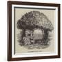 Raleigh's Yew Tree-null-Framed Giclee Print