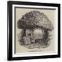 Raleigh's Yew Tree-null-Framed Giclee Print