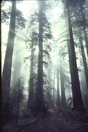 Person Dwarfed by Massive Redwoods Breaking Through Morning Fog and Sunlight