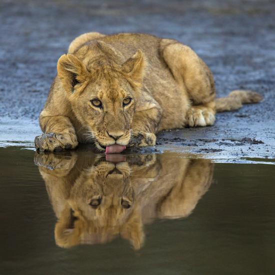 Premium Photographic Print, , large