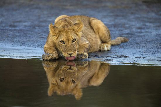 Premium Photographic Print, , large