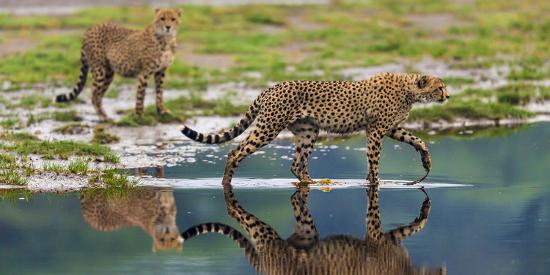 Premium Photographic Print, , large