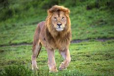 Africa. Tanzania. Morning sunrise at Ndutu, Serengeti National Park.-Ralph H. Bendjebar-Photographic Print