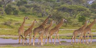 Africa. Tanzania. Masai giraffes at Ndutu, Serengeti National Park.-Ralph H. Bendjebar-Photographic Print