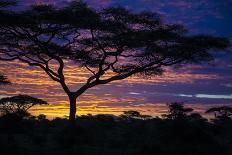 Africa. Tanzania. African lioness Serengeti National Park.-Ralph H^ Bendjebar-Photographic Print