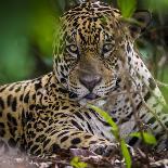 Brazil. A male jaguar resting along the banks of a river in the Pantanal-Ralph H. Bendjebar-Photographic Print