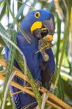 Brazil. Hyacinth macaw in the Pantanal.-Ralph H. Bendjebar-Photographic Print