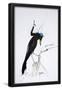 Essential Black