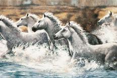 Wild Horses-Ralph Steele-Stretched Canvas