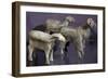 Ram and Sheep-null-Framed Giclee Print