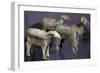 Ram and Sheep-null-Framed Giclee Print