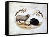 Ram, Black Sheep and Two Apple Branches, 16th Century-Joris Hoefnagel-Framed Stretched Canvas