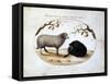 Ram, Black Sheep and Two Apple Branches, 16th Century-Joris Hoefnagel-Framed Stretched Canvas