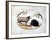 Ram, Black Sheep and Two Apple Branches, 16th Century-Joris Hoefnagel-Framed Giclee Print