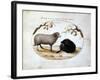 Ram, Black Sheep and Two Apple Branches, 16th Century-Joris Hoefnagel-Framed Giclee Print