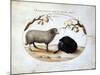 Ram, Black Sheep and Two Apple Branches, 16th Century-Joris Hoefnagel-Mounted Giclee Print