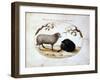 Ram, Black Sheep and Two Apple Branches, 16th Century-Joris Hoefnagel-Framed Giclee Print