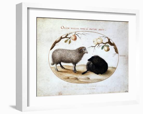 Ram, Black Sheep and Two Apple Branches, 16th Century-Joris Hoefnagel-Framed Giclee Print