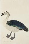 A Comb Drake (Sarkidiornis Melanota), C.1780-Ram Das-Stretched Canvas