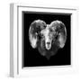 Ram Head-Lisa Kroll-Framed Art Print