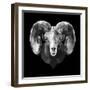 Ram Head-Lisa Kroll-Framed Art Print