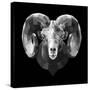 Ram Head-Lisa Kroll-Stretched Canvas