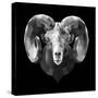 Ram Head-Lisa Kroll-Stretched Canvas