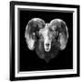 Ram Head-Lisa Kroll-Framed Art Print