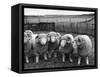 Ram Lambs-null-Framed Stretched Canvas