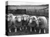 Ram Lambs-null-Stretched Canvas