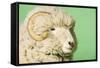 Ram on Green Background, Close-Up of Head-null-Framed Stretched Canvas