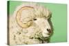 Ram on Green Background, Close-Up of Head-null-Stretched Canvas