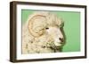 Ram on Green Background, Close-Up of Head-null-Framed Photo