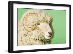 Ram on Green Background, Close-Up of Head-null-Framed Photo